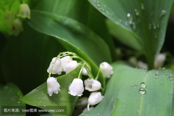 智昏菽麦