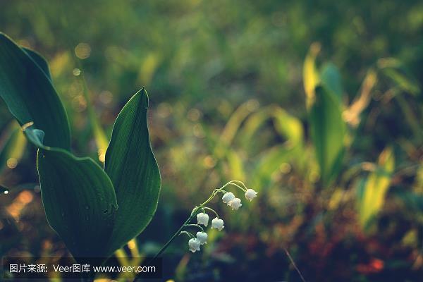 草木皆兵