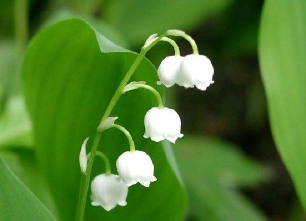 师老兵破