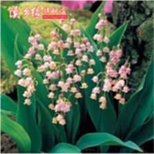 否极生泰