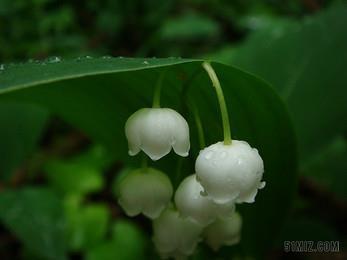 福孙荫子