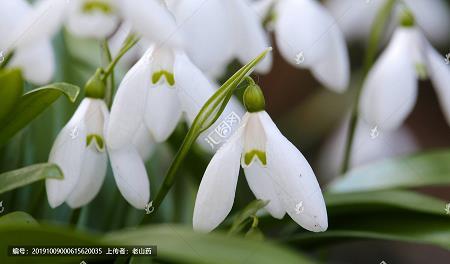 除疾遗类
