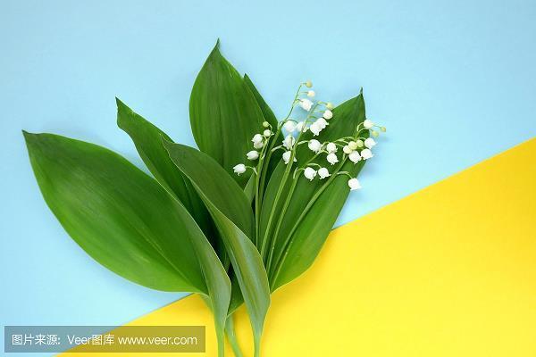 沐露梳风