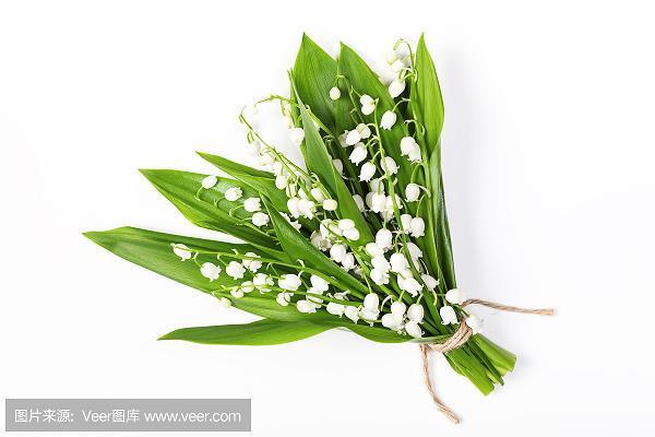悉心竭虑