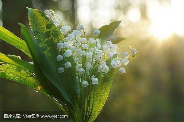 小试锋芒