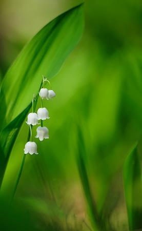 背生芒刺