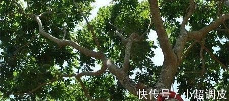 死灰复燃