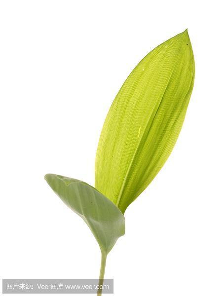 蠒丝牛毛