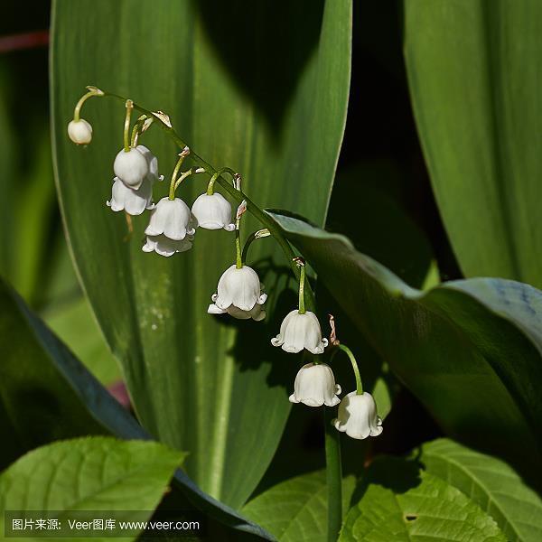 沥胆抽肠