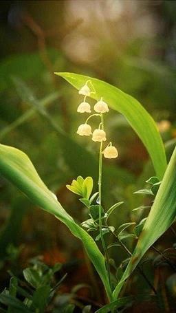 蜚瓦拔木