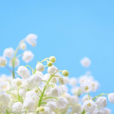 凭河暴虎