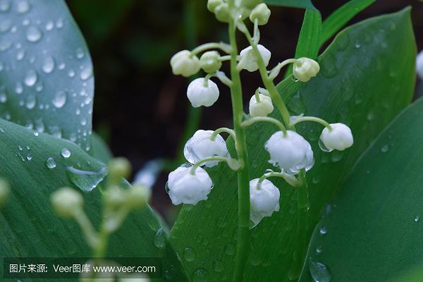 蜻蜓点水