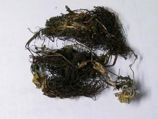 孝子顺孙