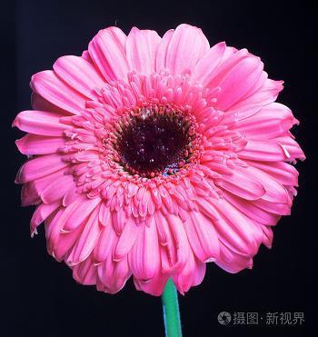 惊群动众