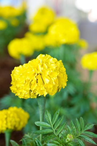 鹰瞵虎攫