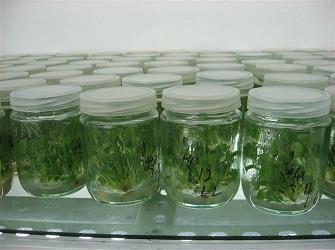 带给你快乐的沙雕句子