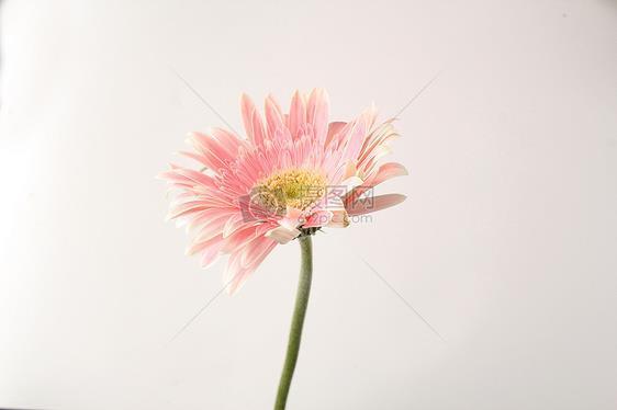柳暖花春
