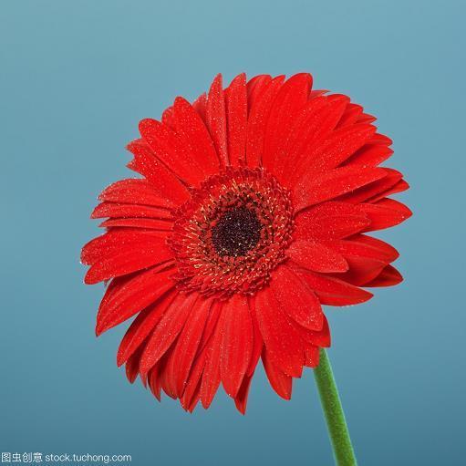 虎咽狼吞