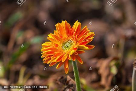 各行其是