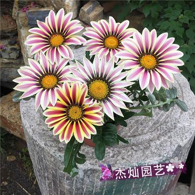 气壮胆粗