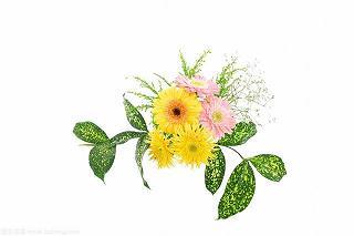花光柳影