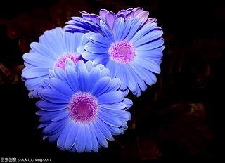 芒芒苦海