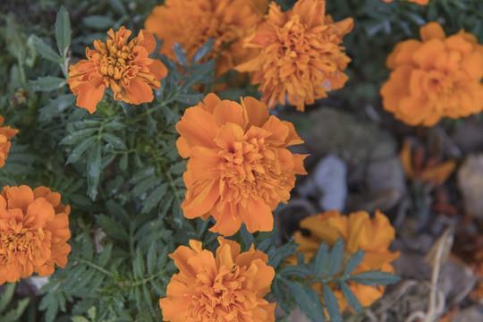 招花惹草