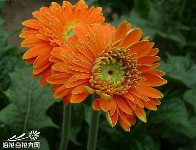 纹丝不动