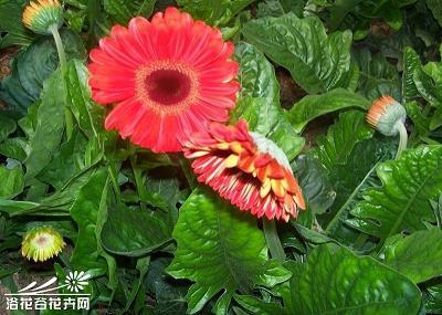 如花如锦