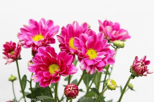芝残蕙焚