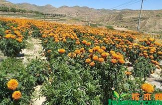 花嫣柳媚