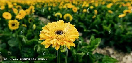 识礼知书