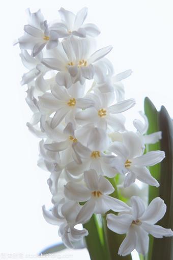 耍花腔