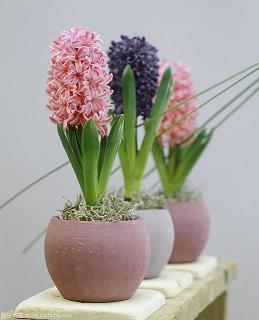 覆蕉寻鹿