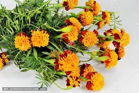 煮粥焚须