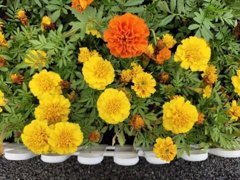 生公说法，顽石点头