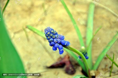 蒙昧无知