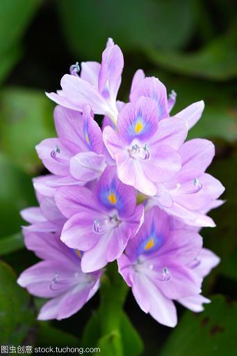路柳墙花