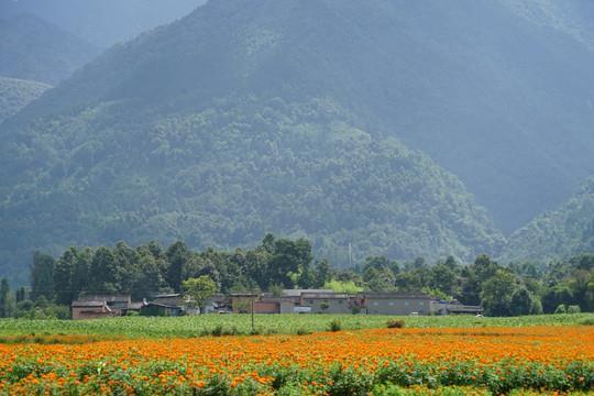 虎落平川