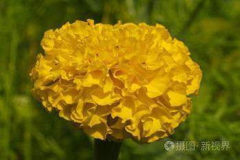心满愿足