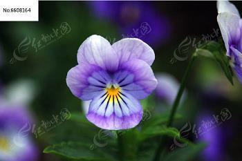 繁文缛节