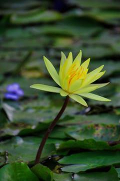 迷迷荡荡
