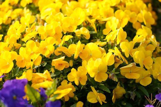 桃花薄命