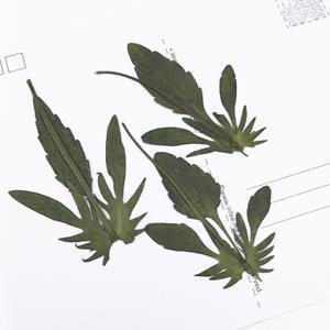 肘腋之变
