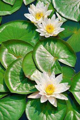 笔下生花