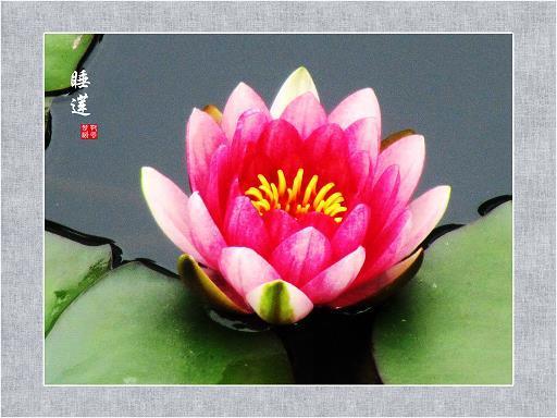 明月芦花