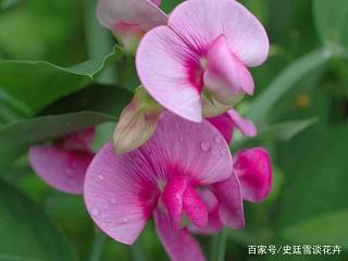 粲花之舌