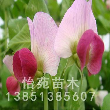 扩大事业的个性签名