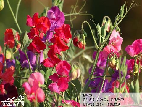 血肉相连