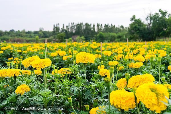 言不达意